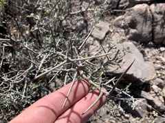 Sarcomphalus obtusifolius canescens