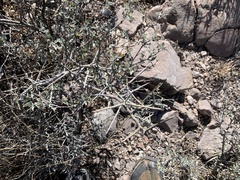 Sarcomphalus obtusifolius canescens