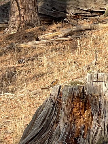 Yellow-pine Chipmunk observed by rjss