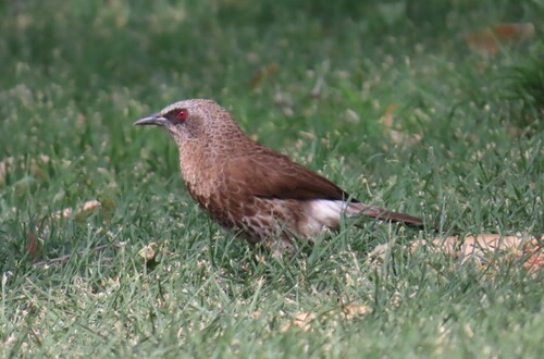Hartlaub's Babbler (Turdoides hartlaubii), photo 6