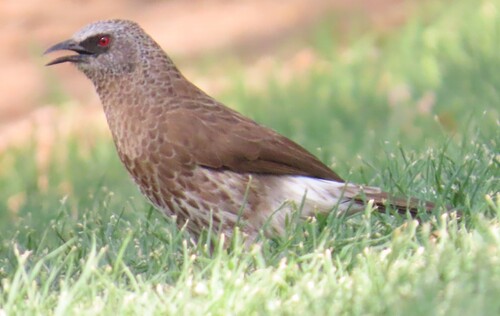 Hartlaub's Babbler (Turdoides hartlaubii), photo 7