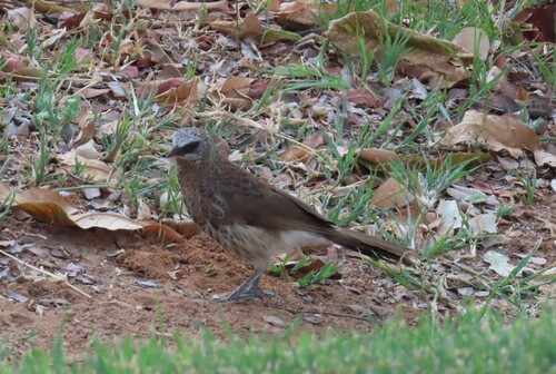 Hartlaub's Babbler (Turdoides hartlaubii), photo 4