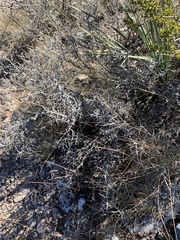 Sarcomphalus obtusifolius canescens