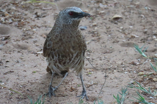 Hartlaub's Babbler (Turdoides hartlaubii), photo 3
