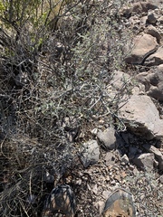 Sarcomphalus obtusifolius canescens