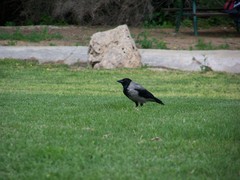 Corvus cornix