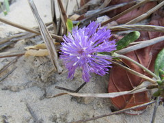 Stilpnopappus cearensis