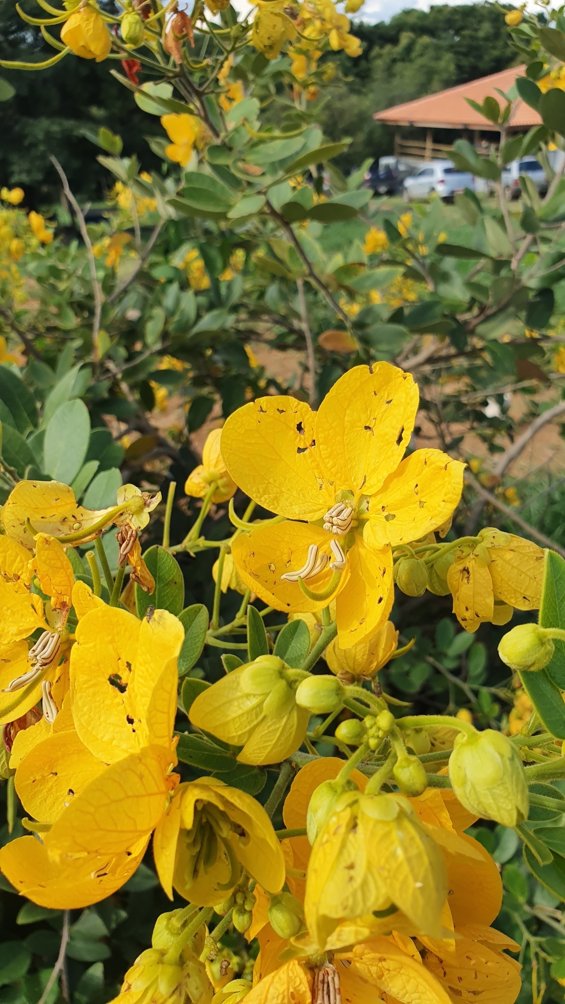 Senna rugosa