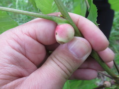 Phylloxera caryaecaulis