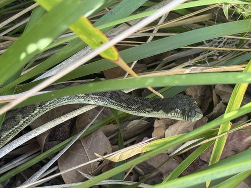 Coastal Carpet Python sighting