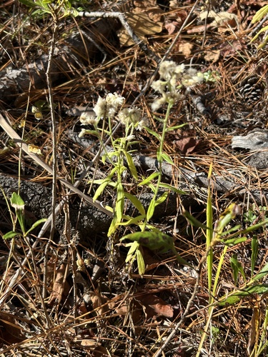 Heller's rabbit-tobacco (Pseudognaphalium helleri)