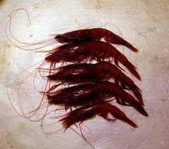 Aristaeomorpha foliacea