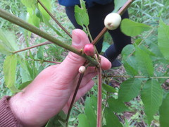 Phylloxera caryaecaulis