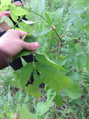 Phylloxera caryaecaulis