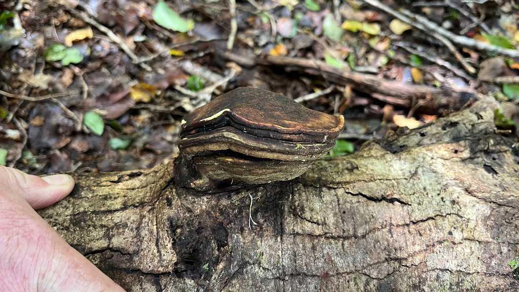 Neofomitella hemitephra · November 2025 · photo: © parkecology (iNaturalist, cc-by)