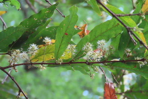 Caprivi Combretum (Combretum elaeagnoides)