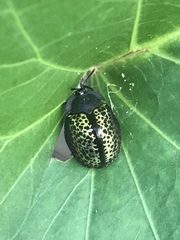 Chelymorpha trinitatis