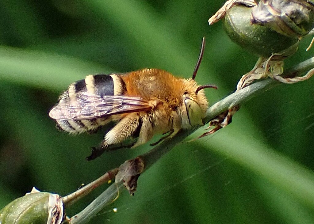 Amegilla calens