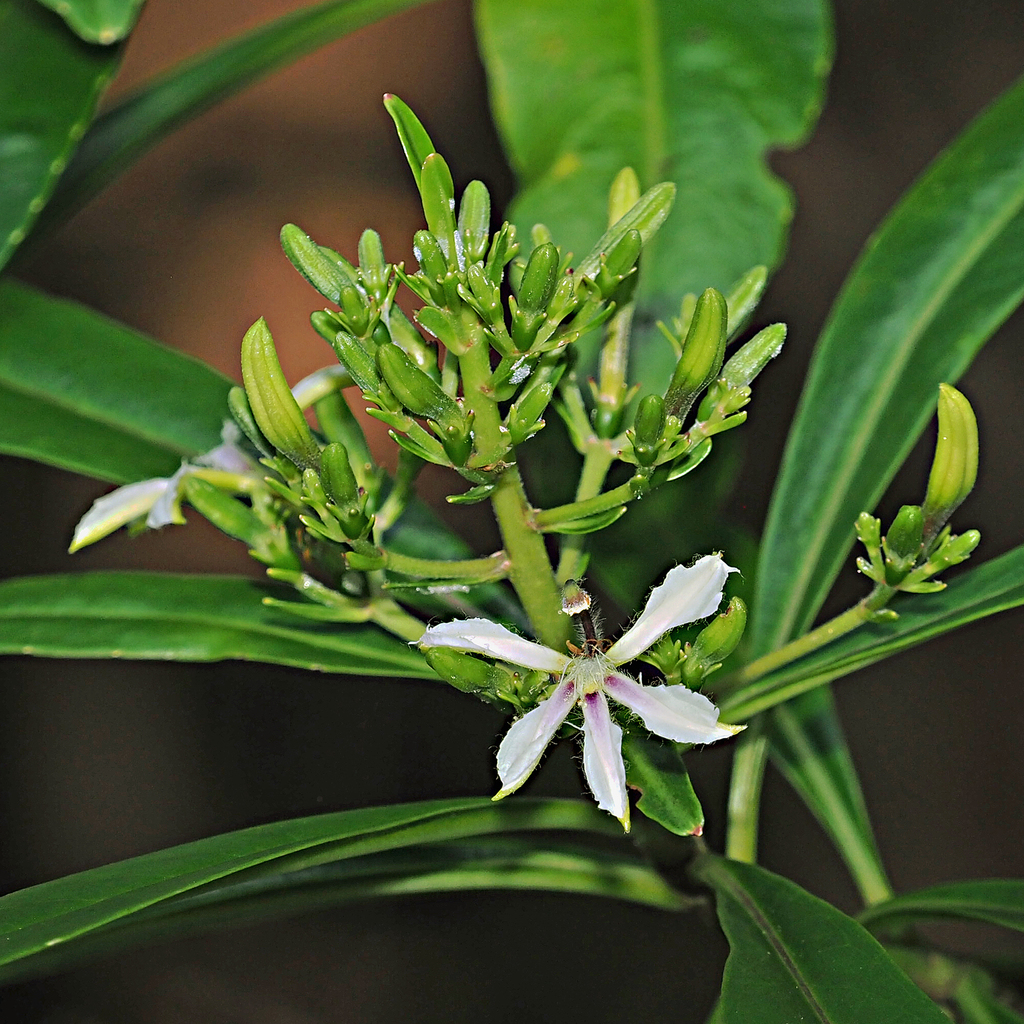 Scaevola cylindrica
