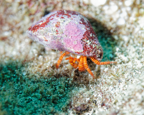 Ciliopagurus strigatus, 2025-11-02