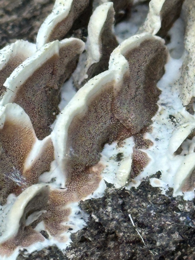 Gloeoporus dichrous · November 2025 · photo: © irinamitine (iNaturalist, cc-by)