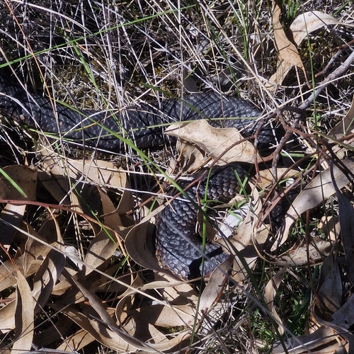 Lowlands Copperhead sighting