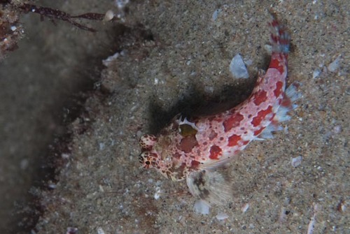Synchiropus stellatus observed 2025-10-25