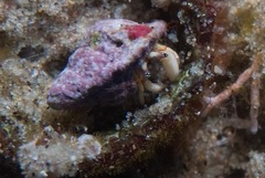ウスイロサンゴヤドカリ