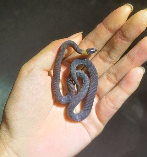 Achalinus jianghuaensis