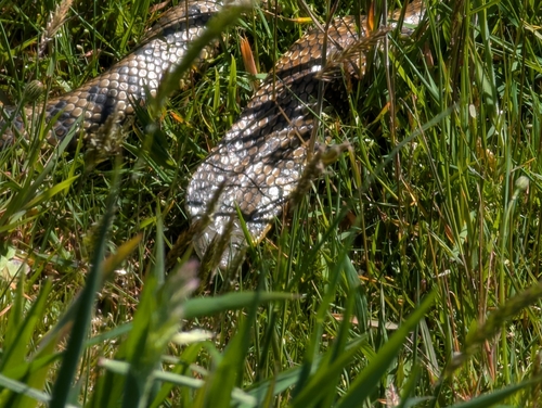 Tiger Snake sighting