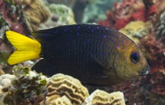 Yellowtail Damselfish photo 2