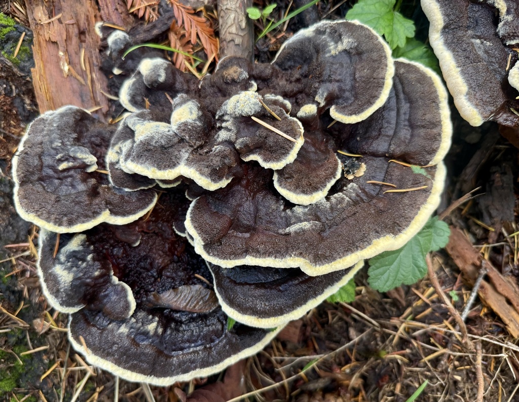 Phaeolus hispidoides · November 2025 · photo: © hllrnnr (iNaturalist, cc0)