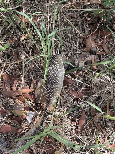 Red-bellied Black Snake sighting