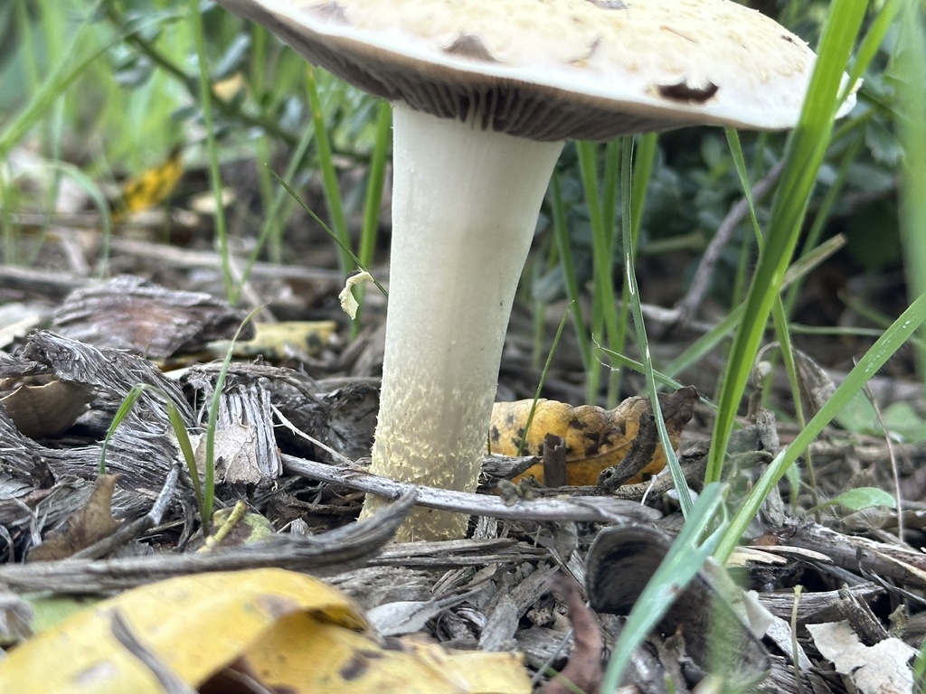 Leratiomyces percevalii · November 2025 · photo: © irinamitine (iNaturalist, cc-by)