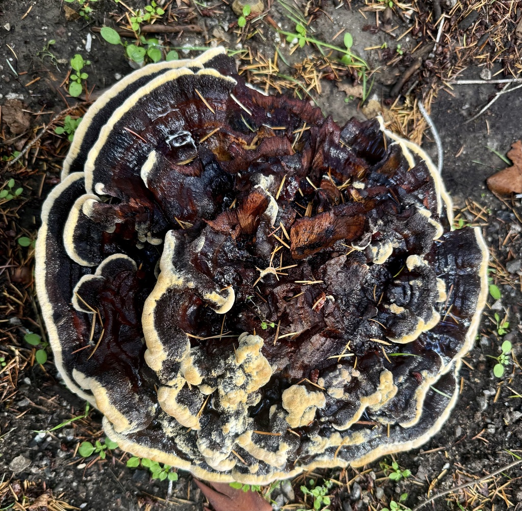 Phaeolus hispidoides · November 2025 · photo: © hllrnnr (iNaturalist, cc0)