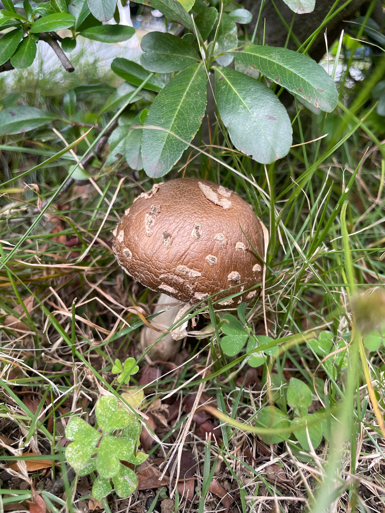 Amanita ibotengutake · November 2025 · photo: © bios_biota (iNaturalist, cc0)