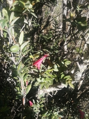 Philesia magellanica