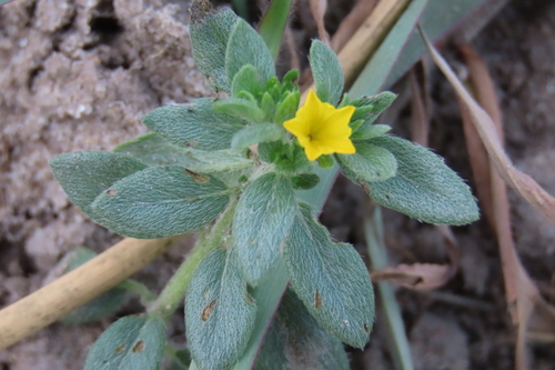 Euploca katangensis (Euploca katangensis)