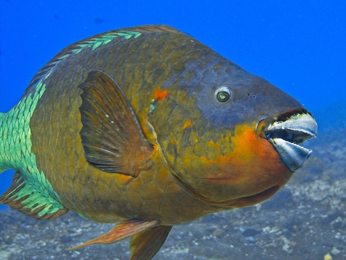 Rainbow Parrotfish