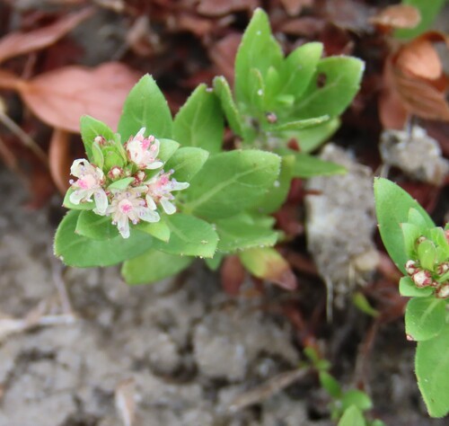 Bergia pentheriana (Bergia pentheriana)