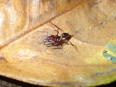 Odontomachus desertorum