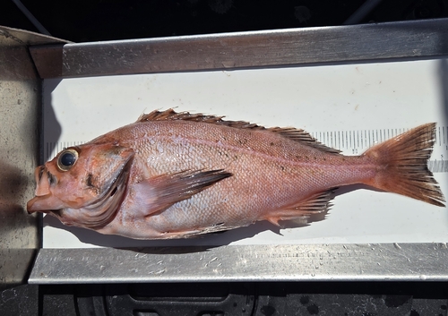 Bank rockfish (Sebastes rufus) — Sebastidae — 2