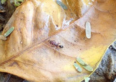 Odontomachus desertorum