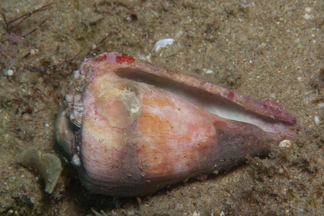 Soldier cone