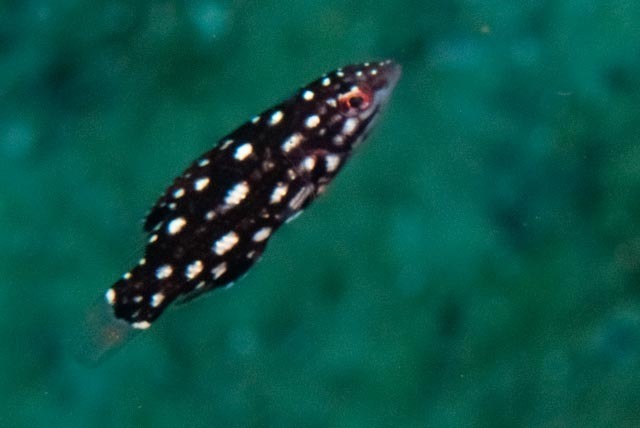 Diana's hogfish