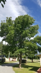 Fraxinus angustifolia oxycarpa
