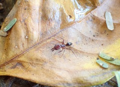 Odontomachus desertorum