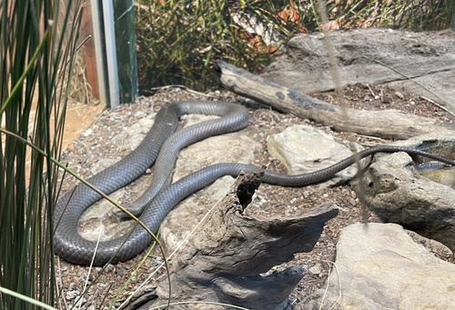 Eastern Brown Snake sighting