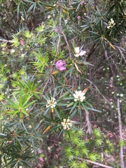 Cyathodes glauca