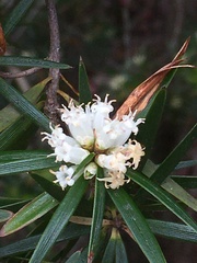 Cyathodes glauca